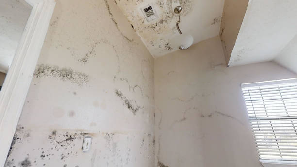 Best Forensic Mold Investigation  in Apopka, FL