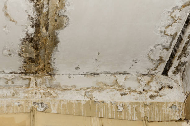 Best Black Mold Removal  in Apopka, FL
