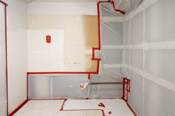 Best Basement Mold Removal  in Apopka, FL