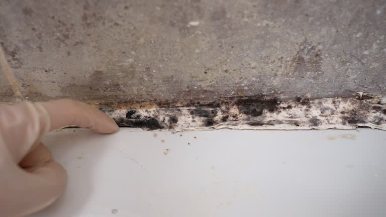 Best Dehumidification Services  in Apopka, FL
